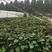红薯苗脱毒西瓜红苗，地瓜苗，河北产地直供高产，蔬菜苗