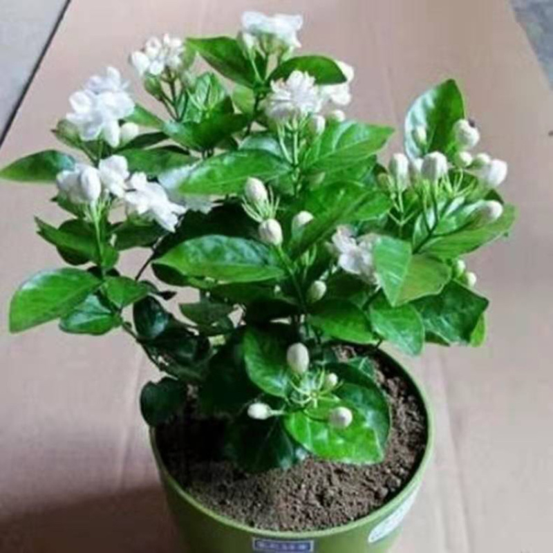 茉莉花苗带花包开花不断阳台室内外四季开花净化空气