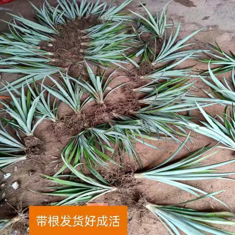 西瓜凤梨苗台湾金砖十六号甜蜜蜜凤梨苗有根包邮好种易活