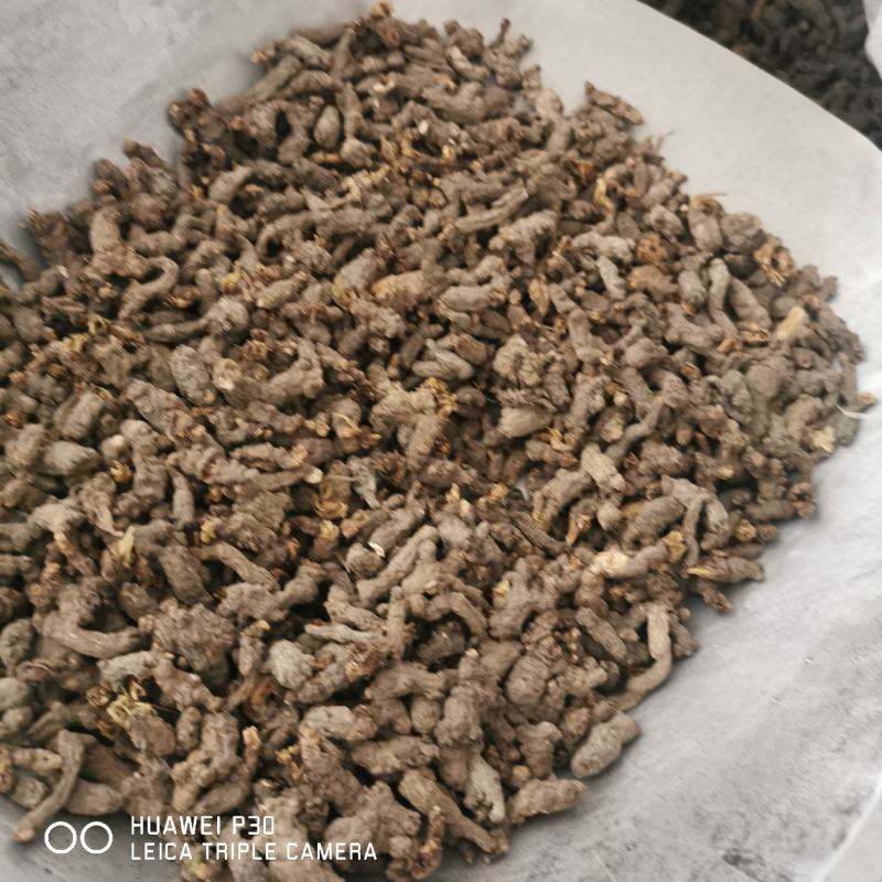 天葵子千年老鼠屎包邮发货正品质量批发