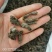天葵子千年老鼠屎包邮发货正品质量批发