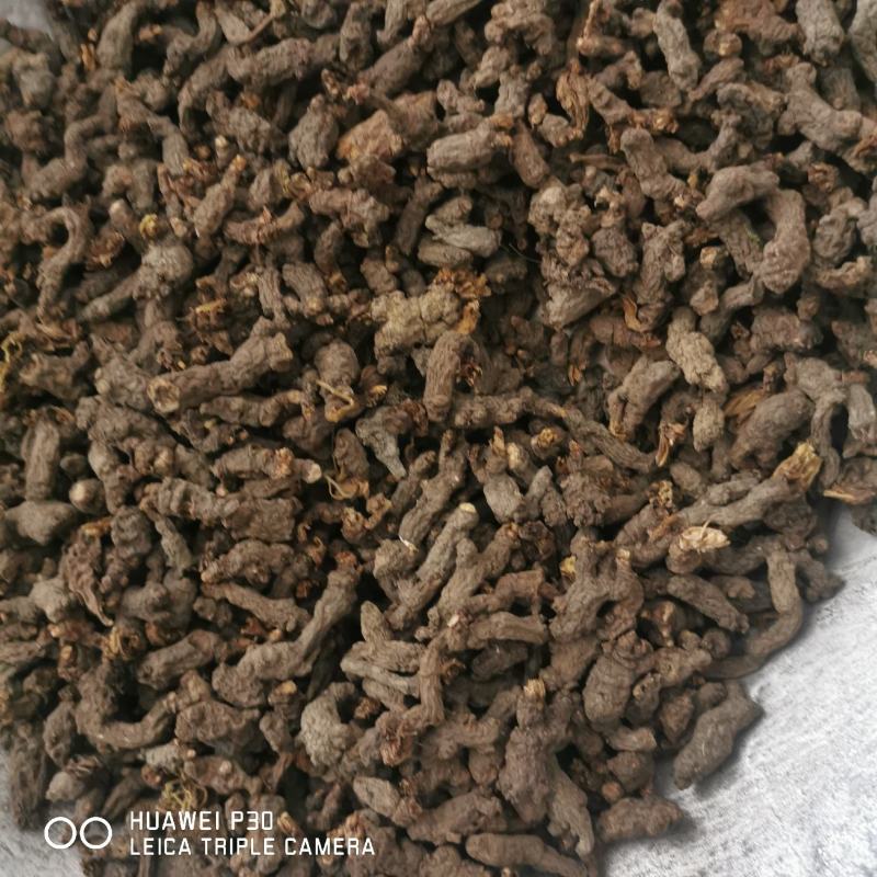 天葵子千年老鼠屎包邮发货正品质量批发
