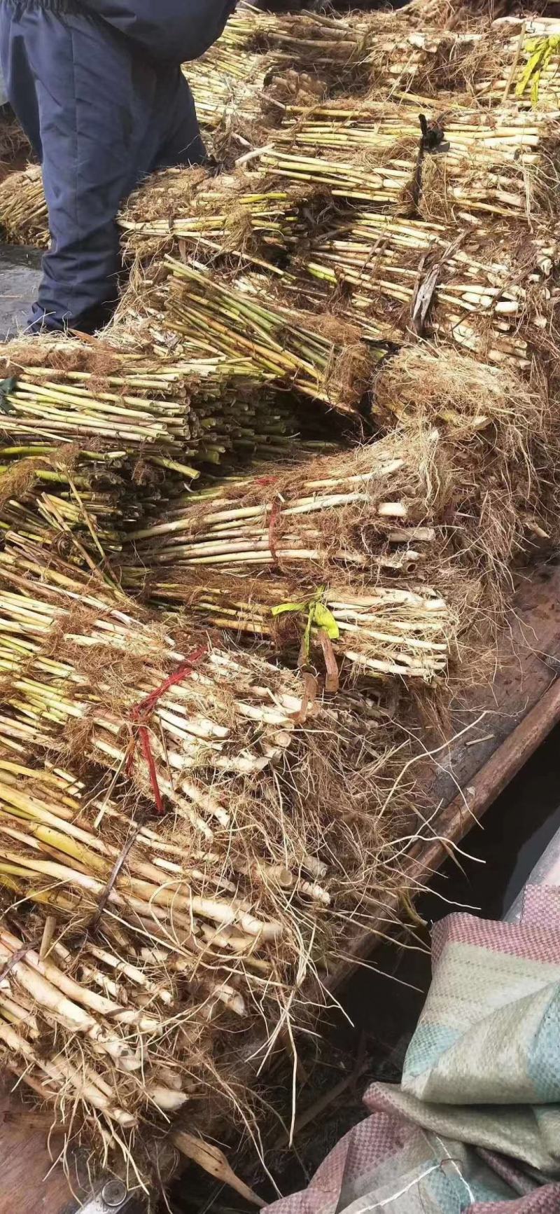 芦苇苗颈生多年生水生植物，挺水植物，绿化苗木，河道用苗