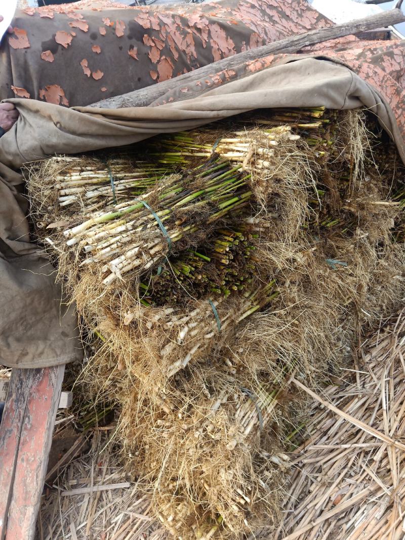 芦苇苗颈生多年生水生植物，挺水植物，绿化苗木，河道用苗