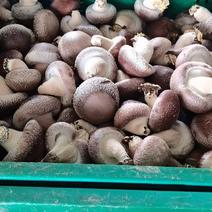 优质鲜香菇干香菇大量产地直供