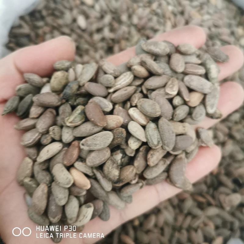 瓜蒌子包邮发货正品质量产地直发量大从优