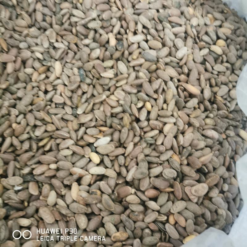 瓜蒌子包邮发货正品质量产地直发量大从优