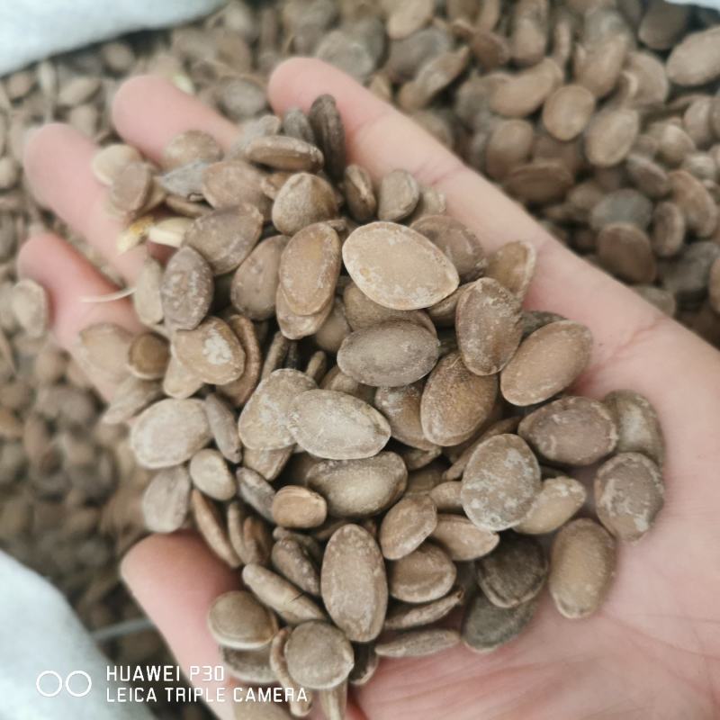 瓜蒌子包邮发货正品质量产地直发量大从优