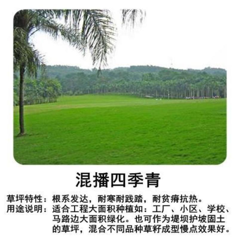 矮生百慕大种子矮生四季青草籽耐旱耐践踏天堂草草坪