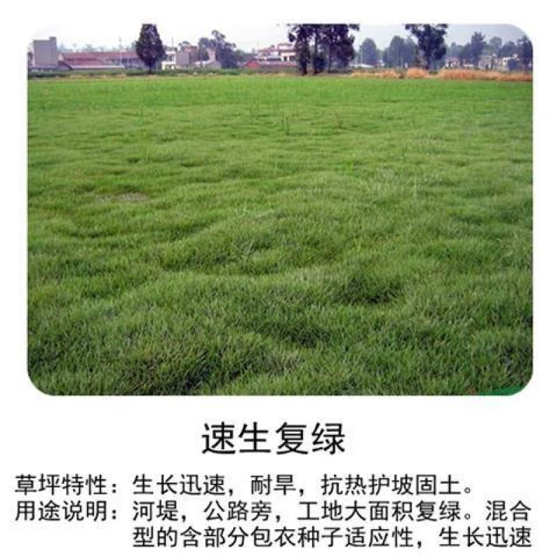 矮生百慕大种子矮生四季青草籽耐旱耐践踏天堂草草坪