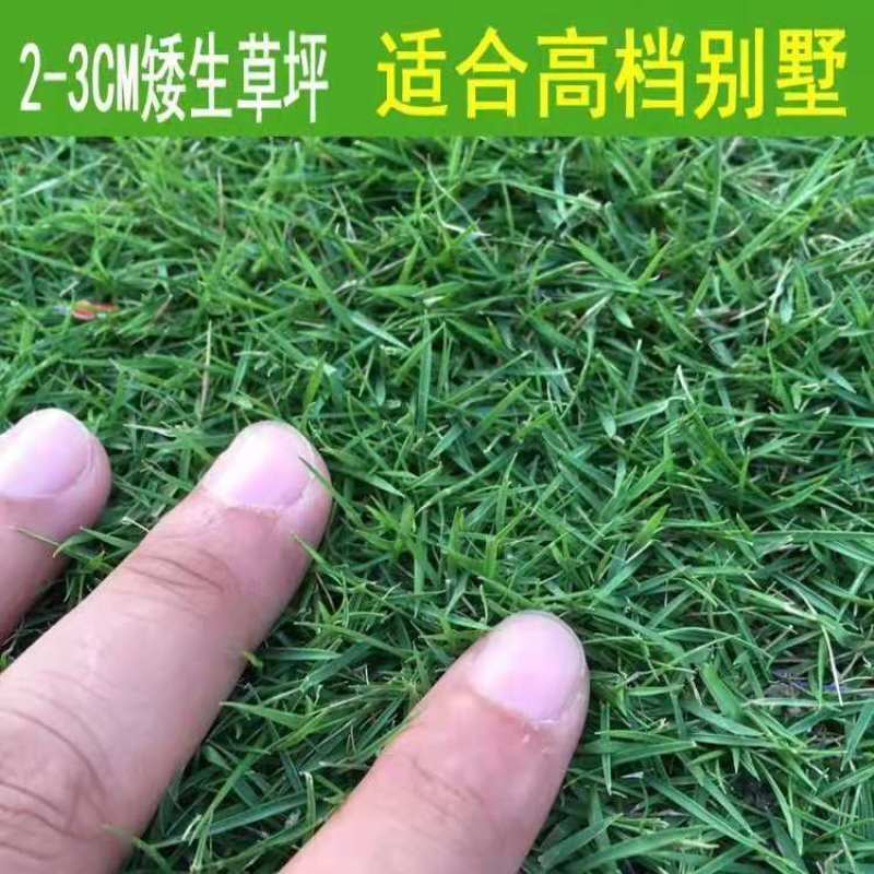 矮生百慕大种子矮生四季青草籽耐旱耐践踏天堂草草坪