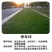 矮生百慕大种子矮生四季青草籽耐旱耐践踏天堂草草坪