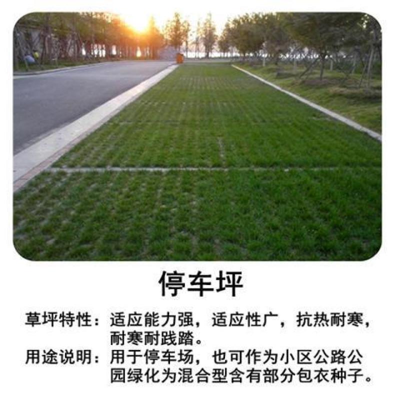 矮生百慕大种子矮生四季青草籽耐旱耐践踏天堂草草坪