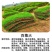 矮生百慕大种子矮生四季青草籽耐旱耐践踏天堂草草坪