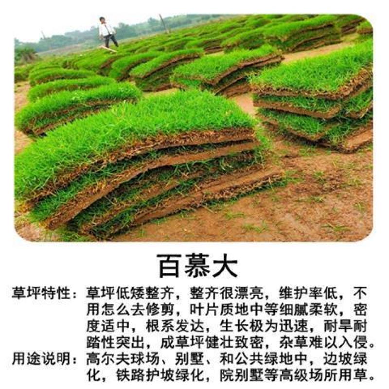 矮生百慕大种子矮生四季青草籽耐旱耐践踏天堂草草坪
