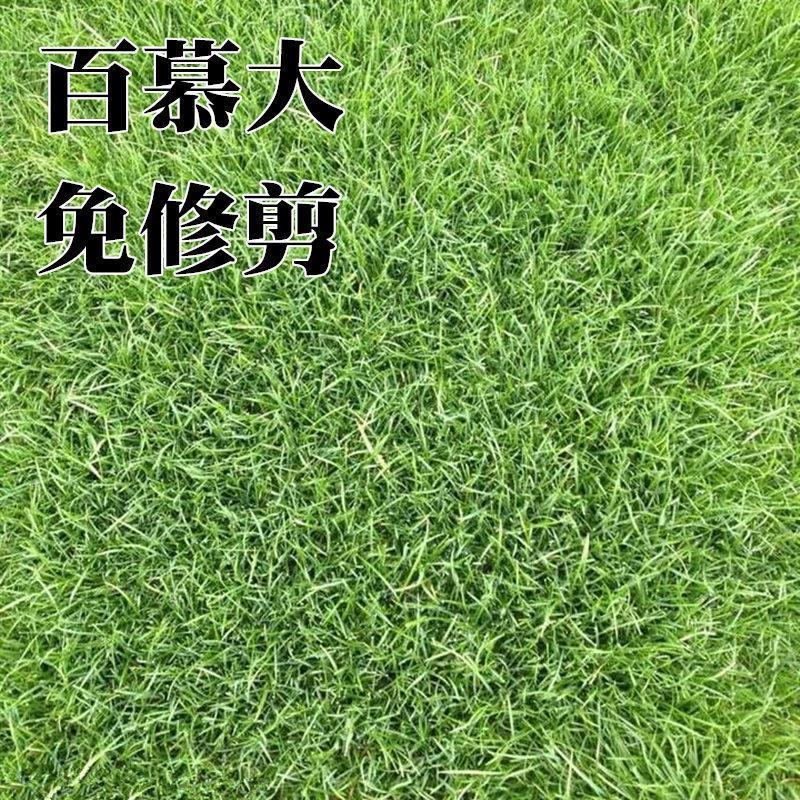 矮生百慕大种子矮生四季青草籽耐旱耐践踏天堂草草坪