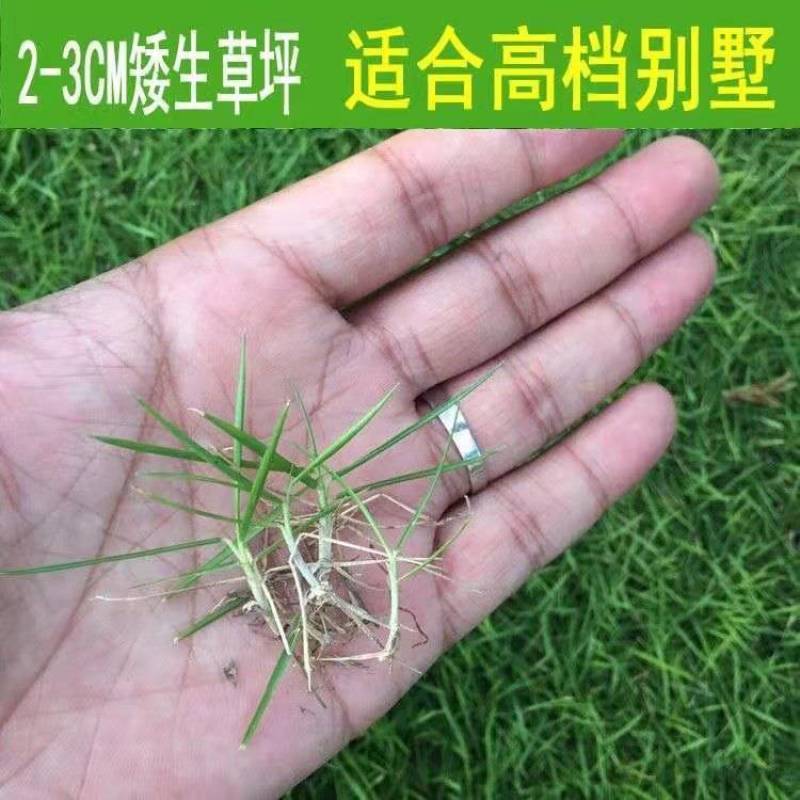 矮生百慕大种子矮生四季青草籽耐旱耐践踏天堂草草坪