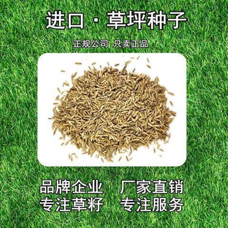 进口草坪种子四季常青黑麦草马尼拉狗牙根庭院护坡绿化草皮草