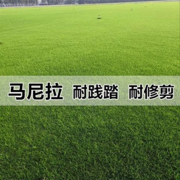进口草坪种子四季常青黑麦草马尼拉狗牙根庭院护坡绿化草皮草