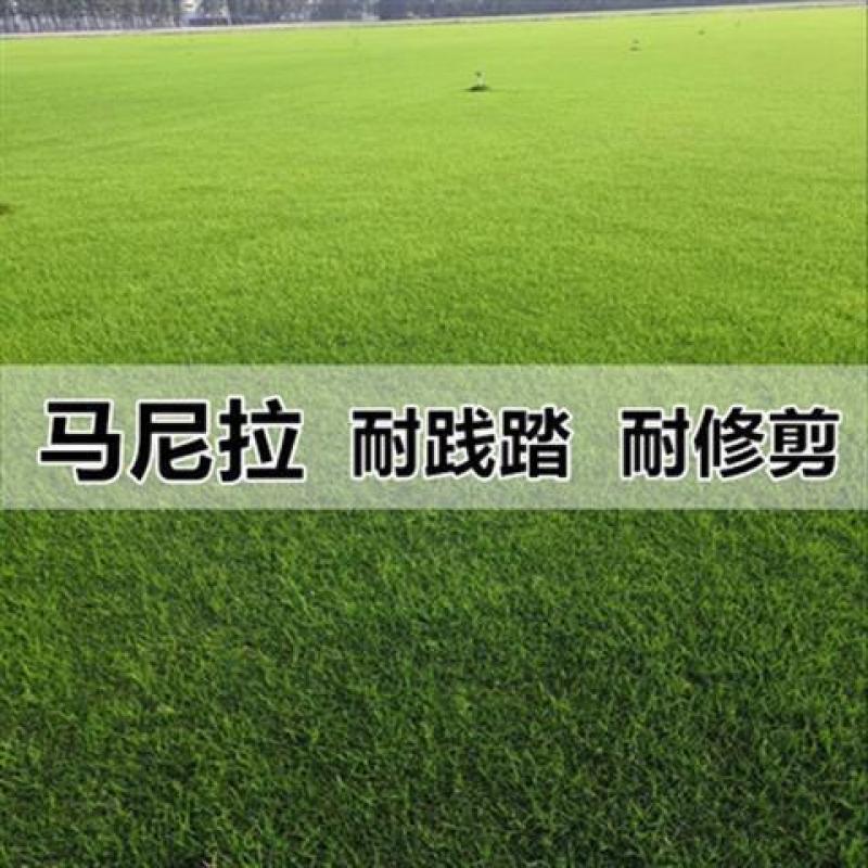 进口草坪种子四季常青黑麦草马尼拉狗牙根庭院护坡绿化草皮草