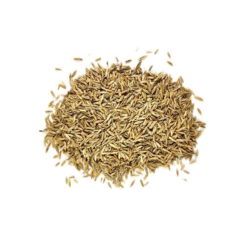 进口草坪种子四季常青黑麦草马尼拉狗牙根庭院护坡绿化草皮草