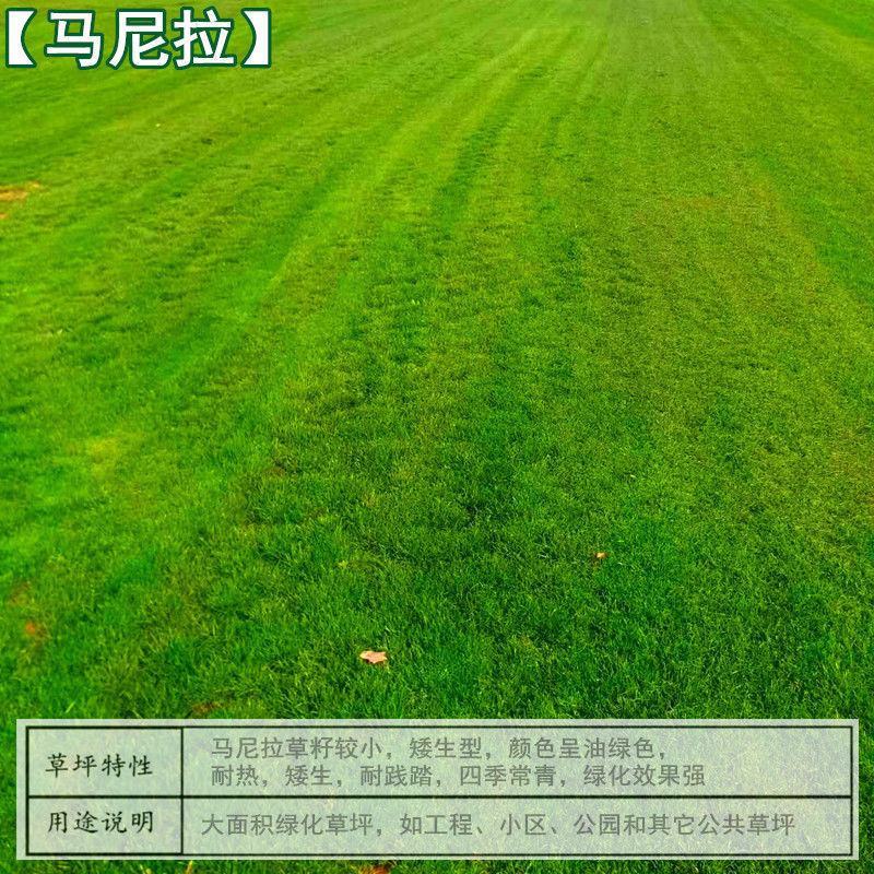 进口草坪种子四季常青黑麦草马尼拉狗牙根庭院护坡绿化草皮草
