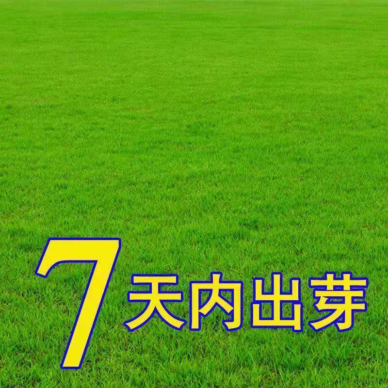 进口草坪种子四季常青黑麦草马尼拉狗牙根庭院护坡绿化草皮草