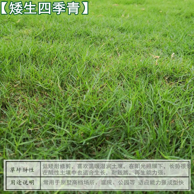 进口草坪种子四季常青黑麦草马尼拉狗牙根庭院护坡绿化草皮草