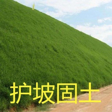 护坡固土草种籽耐旱四季青植物高羊茅鱼塘河堤高速边坡绿化草