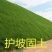 护坡固土草种籽耐旱四季青植物高羊茅鱼塘河堤高速边坡绿化草