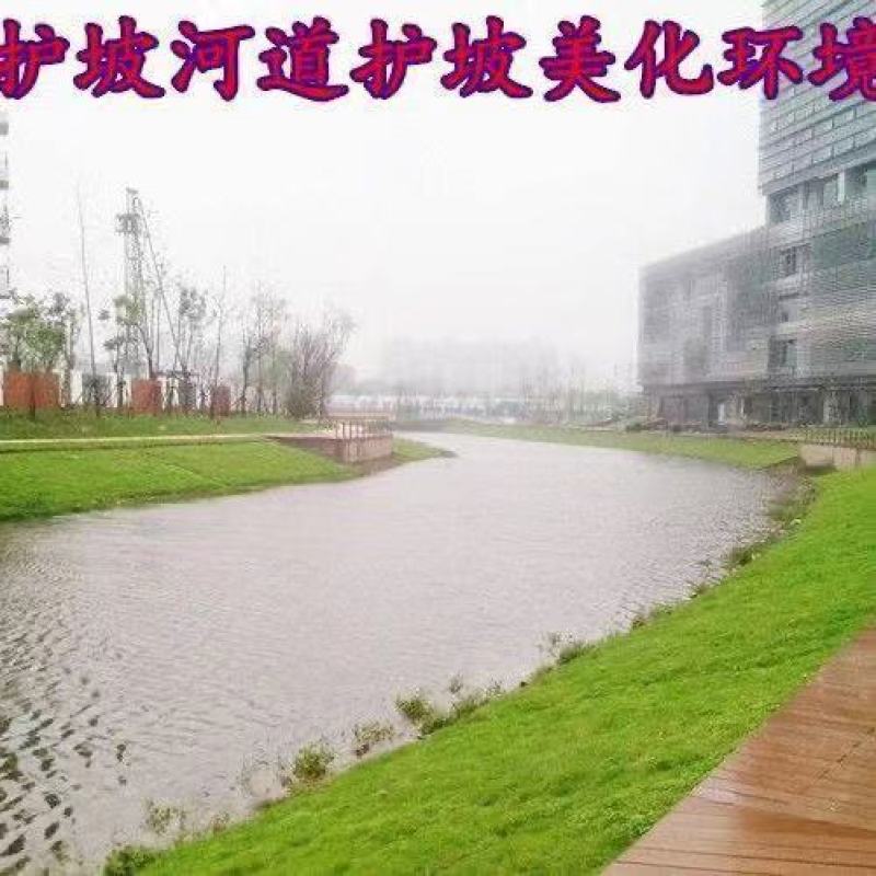 护坡固土草种籽耐旱四季青植物高羊茅鱼塘河堤高速边坡绿化草