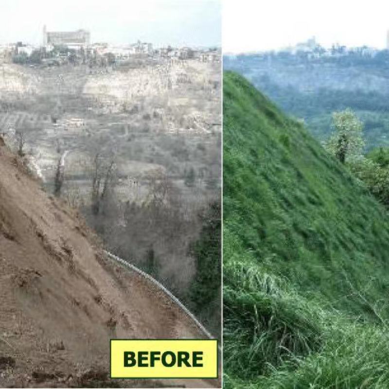 护坡固土草种籽耐旱四季青植物高羊茅鱼塘河堤高速边坡绿化草
