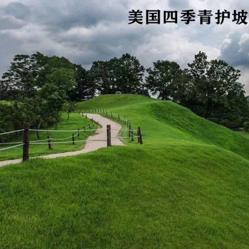 护坡固土草种籽耐旱四季青植物高羊茅鱼塘河堤高速边坡绿化草