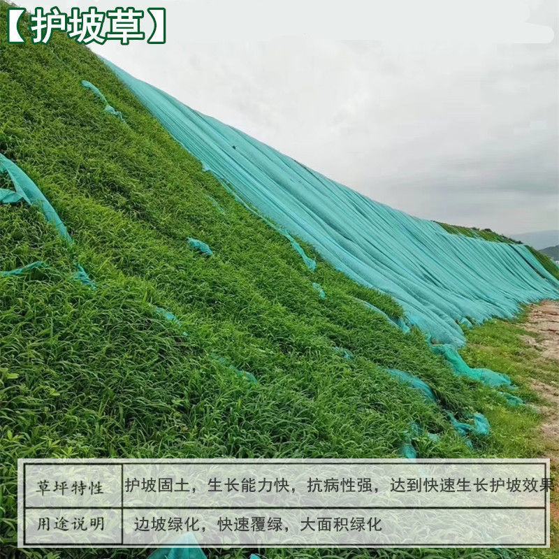 护坡固土草种籽耐旱四季青植物高羊茅鱼塘河堤高速边坡绿化草