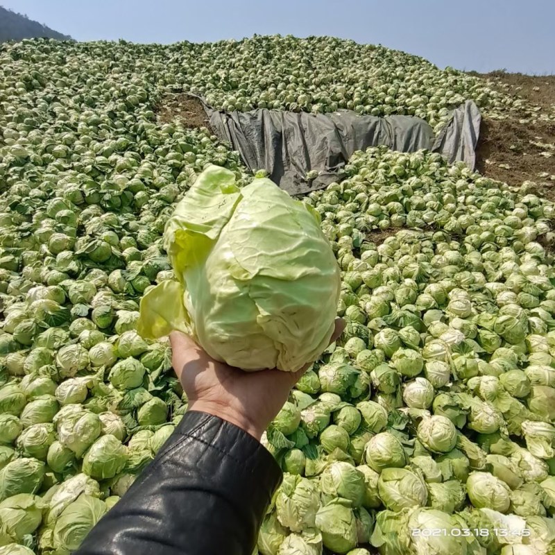 风吹包菜丝包菜干铁头丝甘蓝丝加工厂专用食材