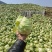 全干无盐包菜干风吹包菜丝一件40斤