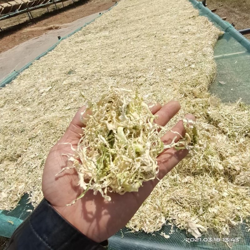 全干无盐包菜干风吹包菜丝一件40斤