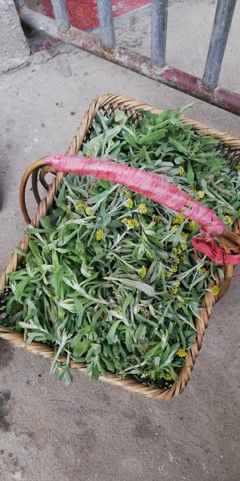鼠曲草，印子菜丶清明菜等一手货源，量大从优。