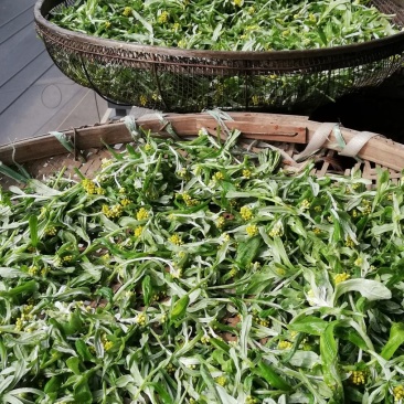 鼠曲草，印子菜丶清明菜等一手货源，量大从优。
