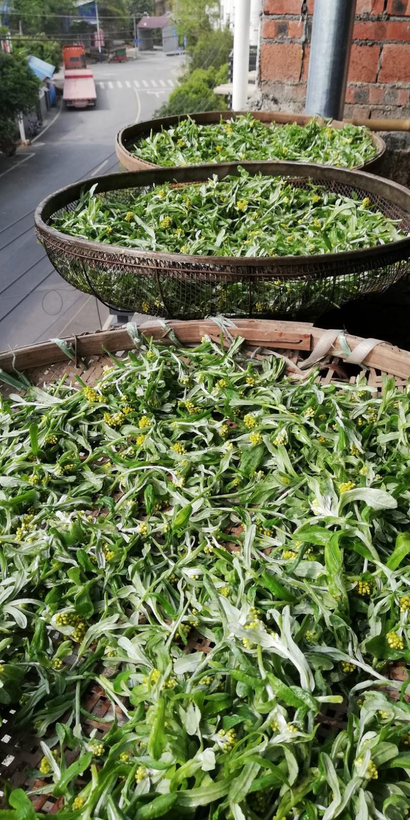 鼠曲草，印子菜丶清明菜等一手货源，量大从优。