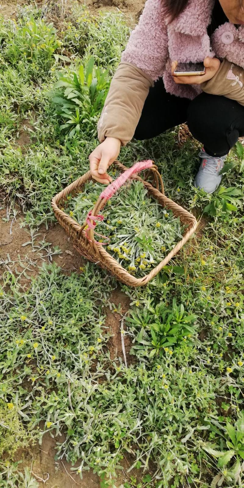 鼠曲草，印子菜丶清明菜等一手货源，量大从优。