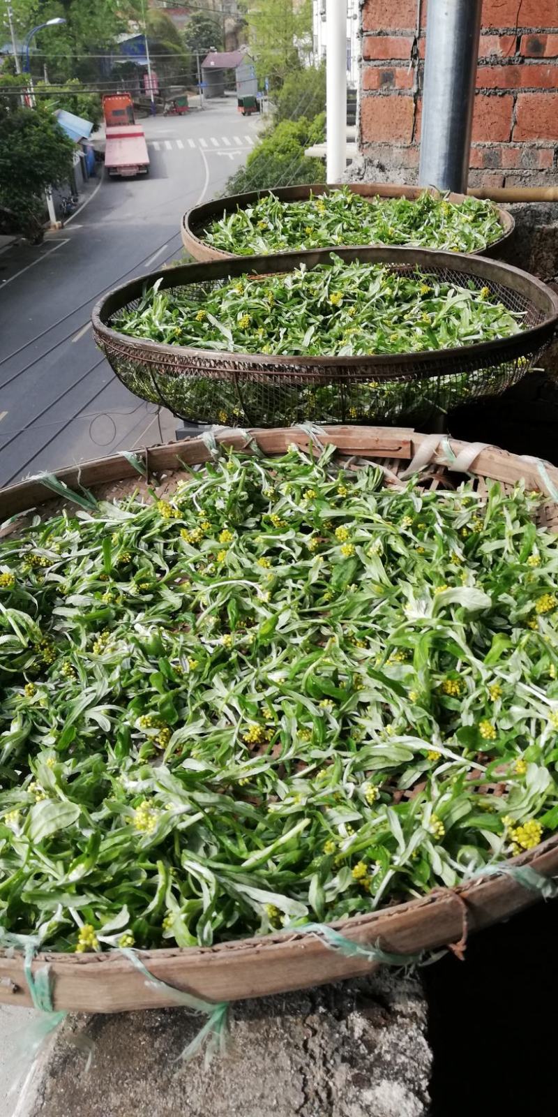 鼠曲草，印子菜丶清明菜等一手货源，量大从优。