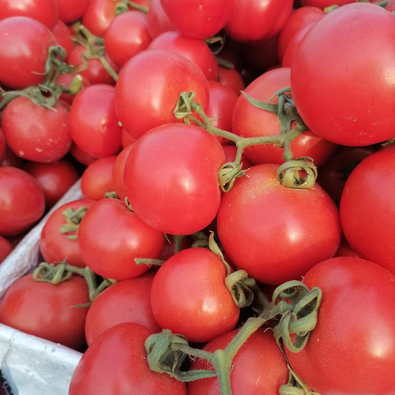 大量西红柿，供应链