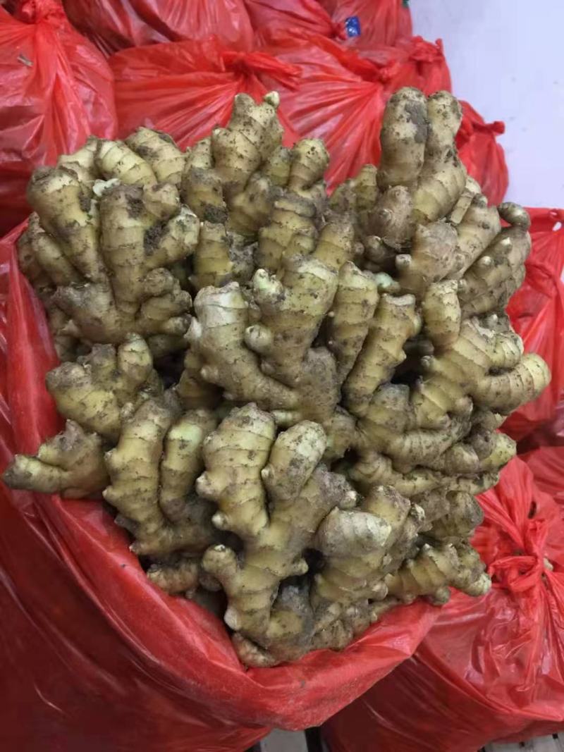 生姜【小黄姜】产地批发一手货源，品质优良，支持全国发货