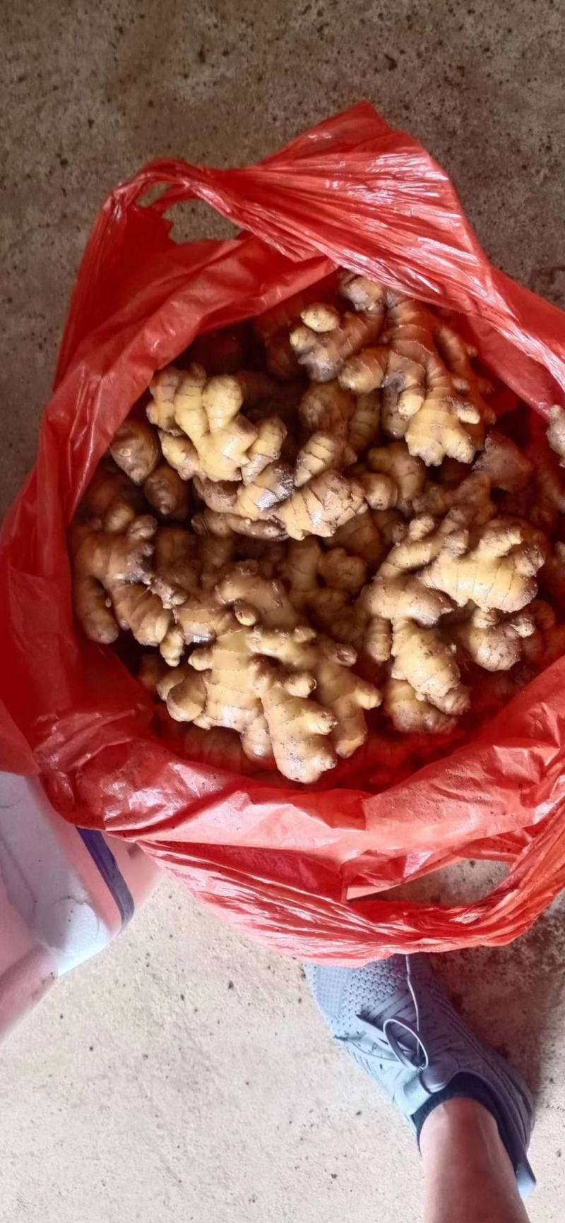 生姜【小黄姜】产地批发一手货源，品质优良，支持全国发货