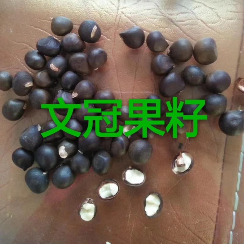 文冠果籽文冠果油文冠果造林苗木1-2公分文冠果