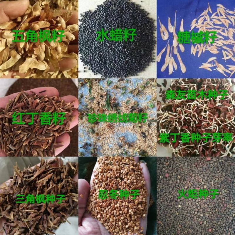 文冠果籽文冠果油文冠果造林苗木1-2公分文冠果