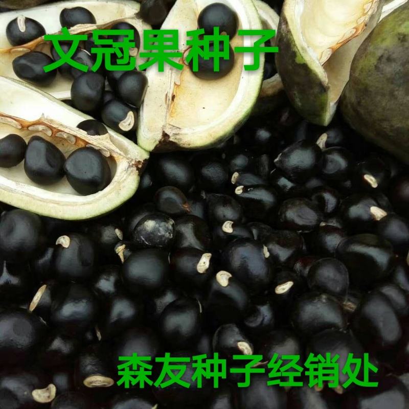 文冠果籽文冠果油文冠果造林苗木1-2公分文冠果