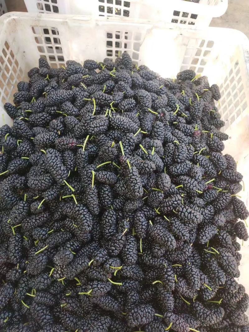 大凉山德昌水果桑椹…