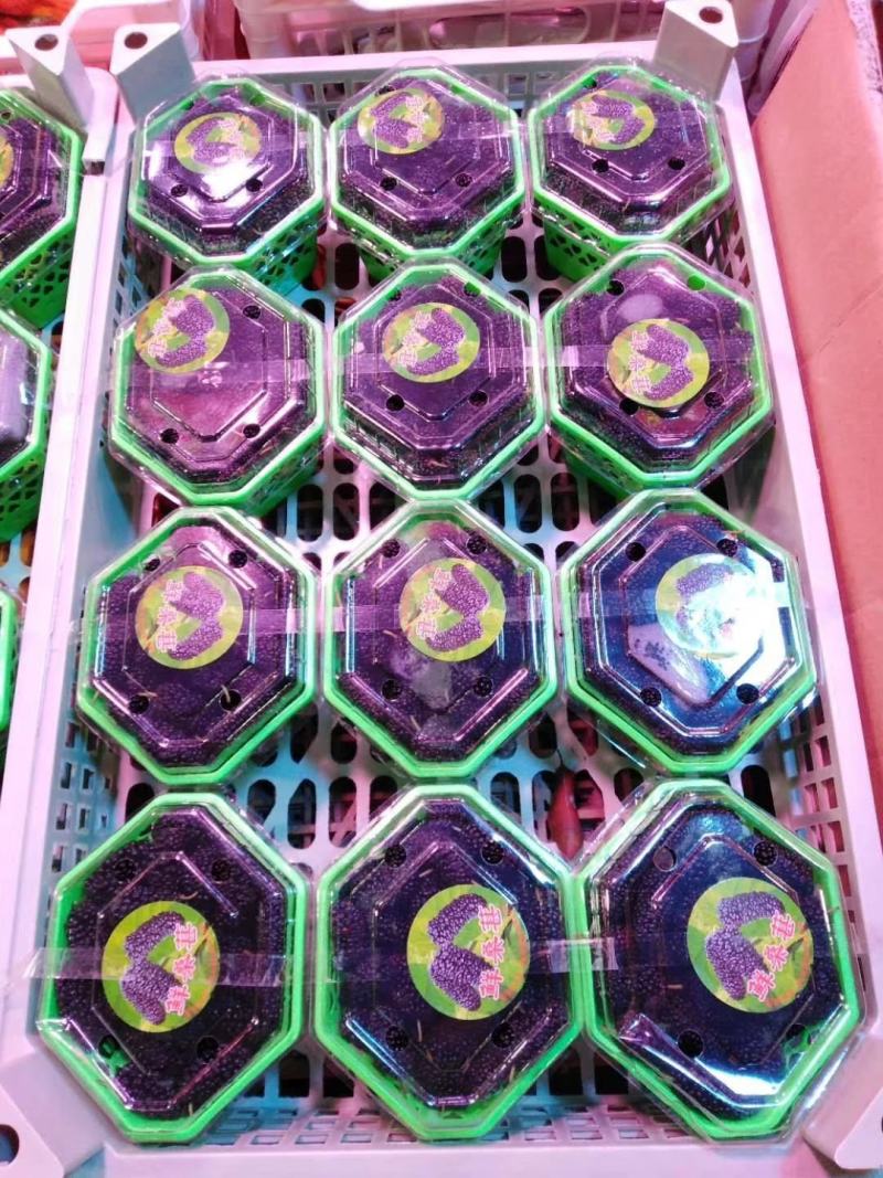 大凉山德昌水果桑椹…